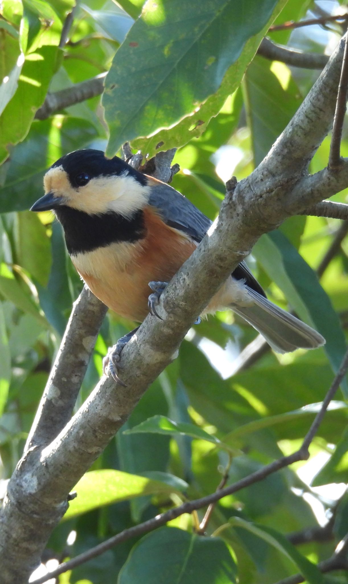 Photo of Varied Tit at 可児やすらぎの森 by ちか