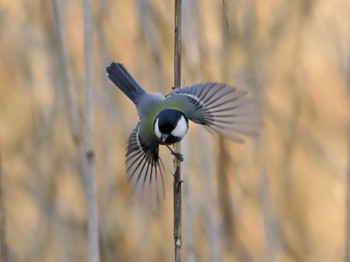 2023年12月14日(木) 洞峰公園の野鳥観察記録