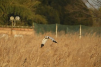 2023年12月13日(水) 渡良瀬遊水地の野鳥観察記録