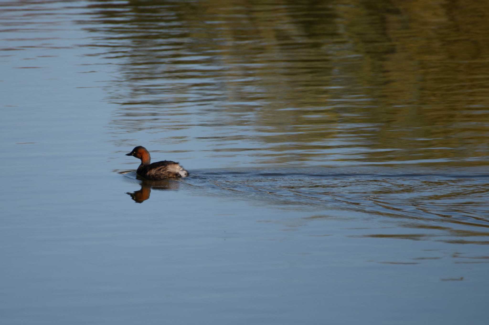 Photo of Little Grebe at Toneri Park by EbihaKirai