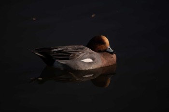 Eurasian Wigeon Toneri Park Thu, 12/14/2023