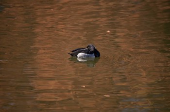 キンクロハジロ 舎人公園 2023年12月14日(木)