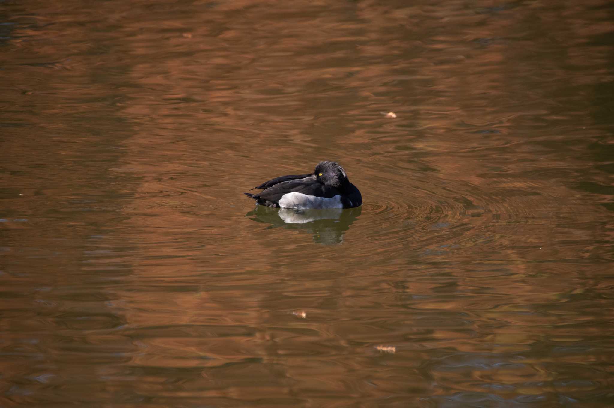 Photo of Tufted Duck at Toneri Park by EbihaKirai