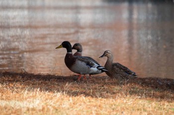 マガモ 舎人公園 2023年12月14日(木)