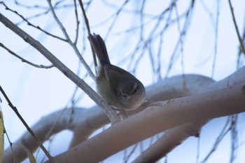 Japanese Bush Warbler Toneri Park Thu, 12/14/2023