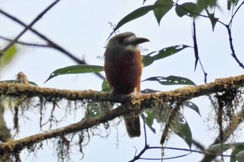 White-faced Nunbird