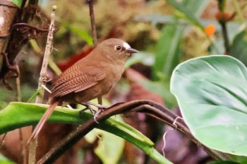 Sepia-brown Wren