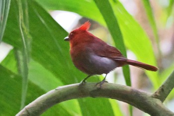 カンムリアリフウキンチョウ