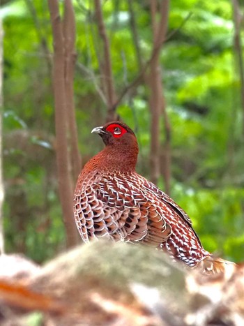 Copper Pheasant 姫路市自然観察の森 Thu, 12/14/2023