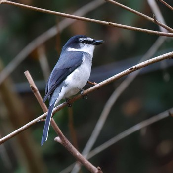 リュウキュウサンショウクイ 丹沢湖・世附川 2023年12月14日(木)