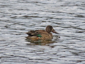 Thu, 12/14/2023 Birding report at 平筒沼(宮城県登米市)