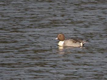 Northern Pintail 平筒沼(宮城県登米市) Thu, 12/14/2023