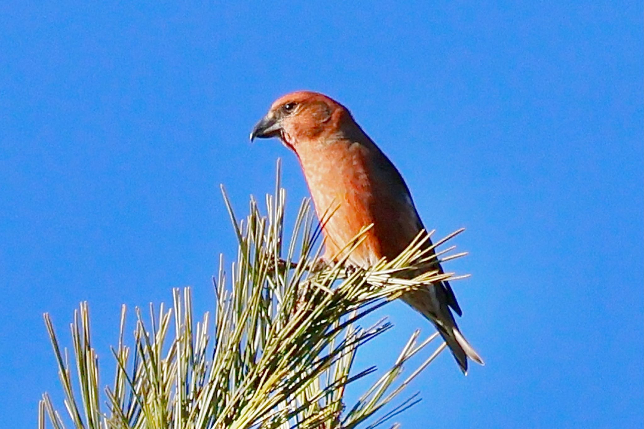 Red Crossbill