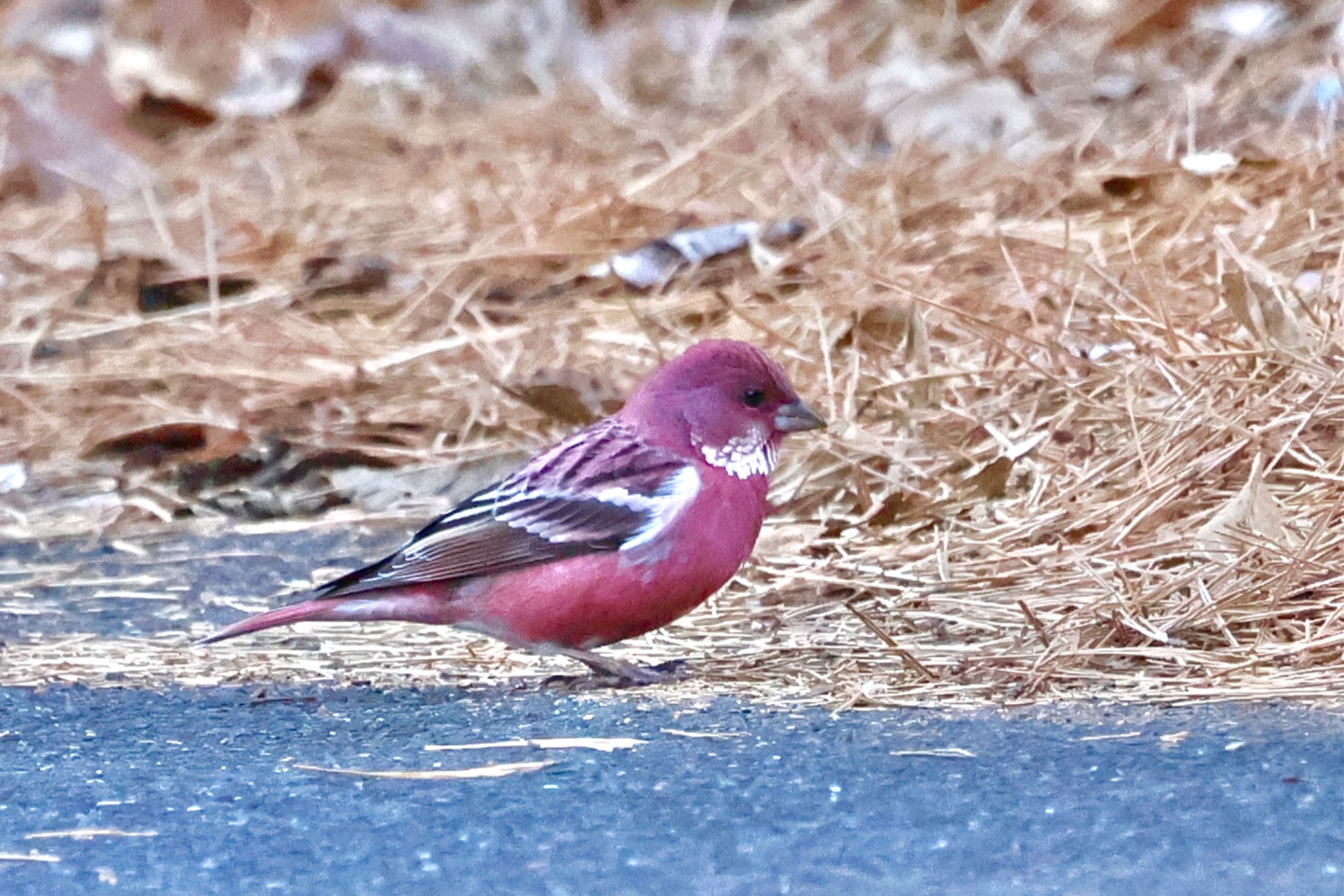 Pallas's Rosefinch