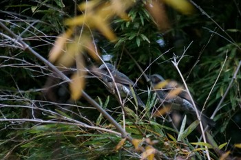 Brown-eared Bulbul 横浜市内 Fri, 12/15/2023