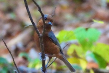 2023年12月14日(木) 水元公園の野鳥観察記録