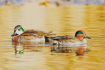 トモエガモ 見沼自然公園 2023年12月9日(土)