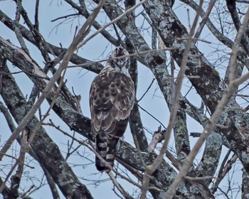 Mountain Hawk-Eagle Unknown Spots Fri, 12/15/2023