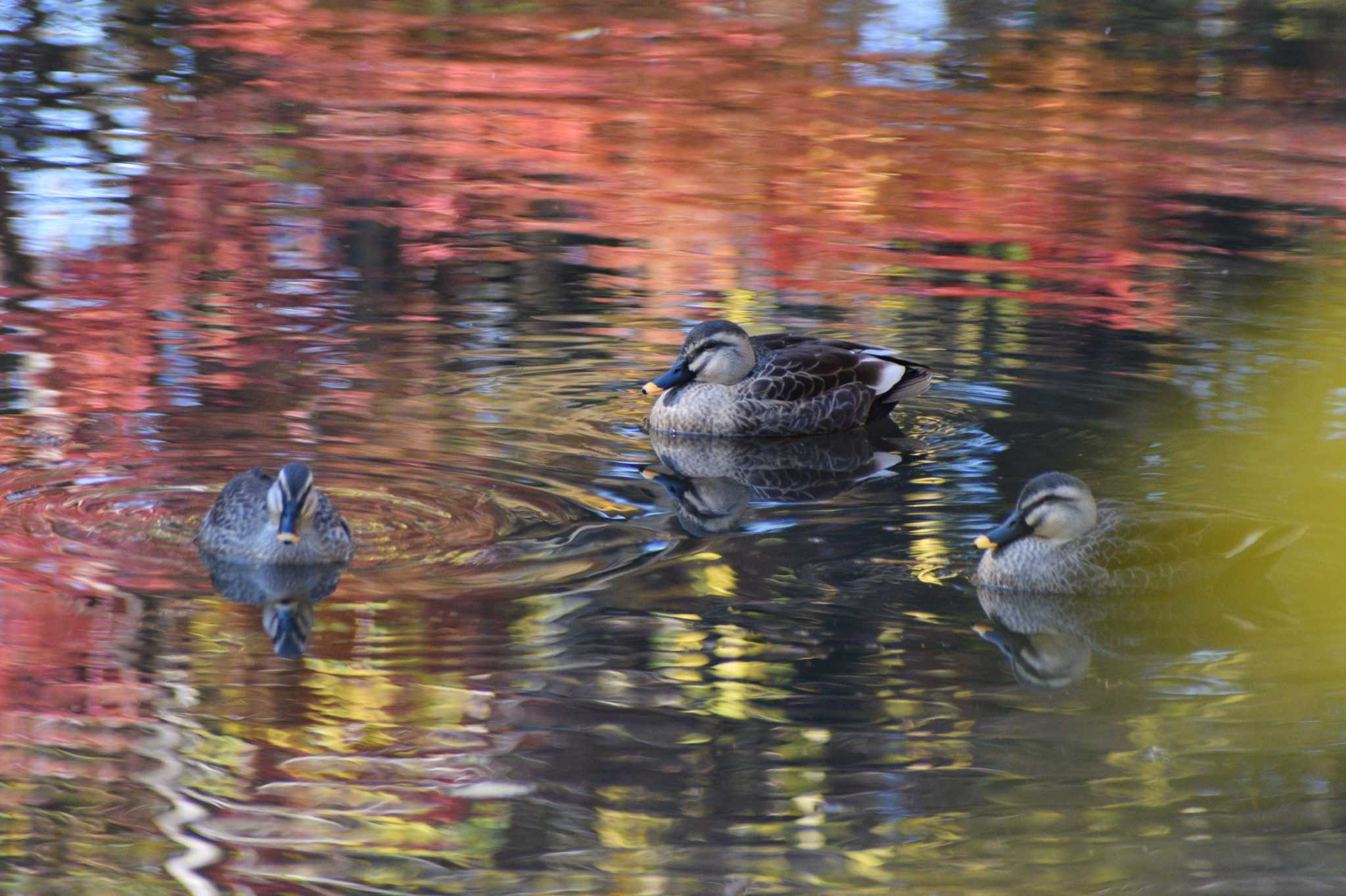 Eastern Spot-billed Duck