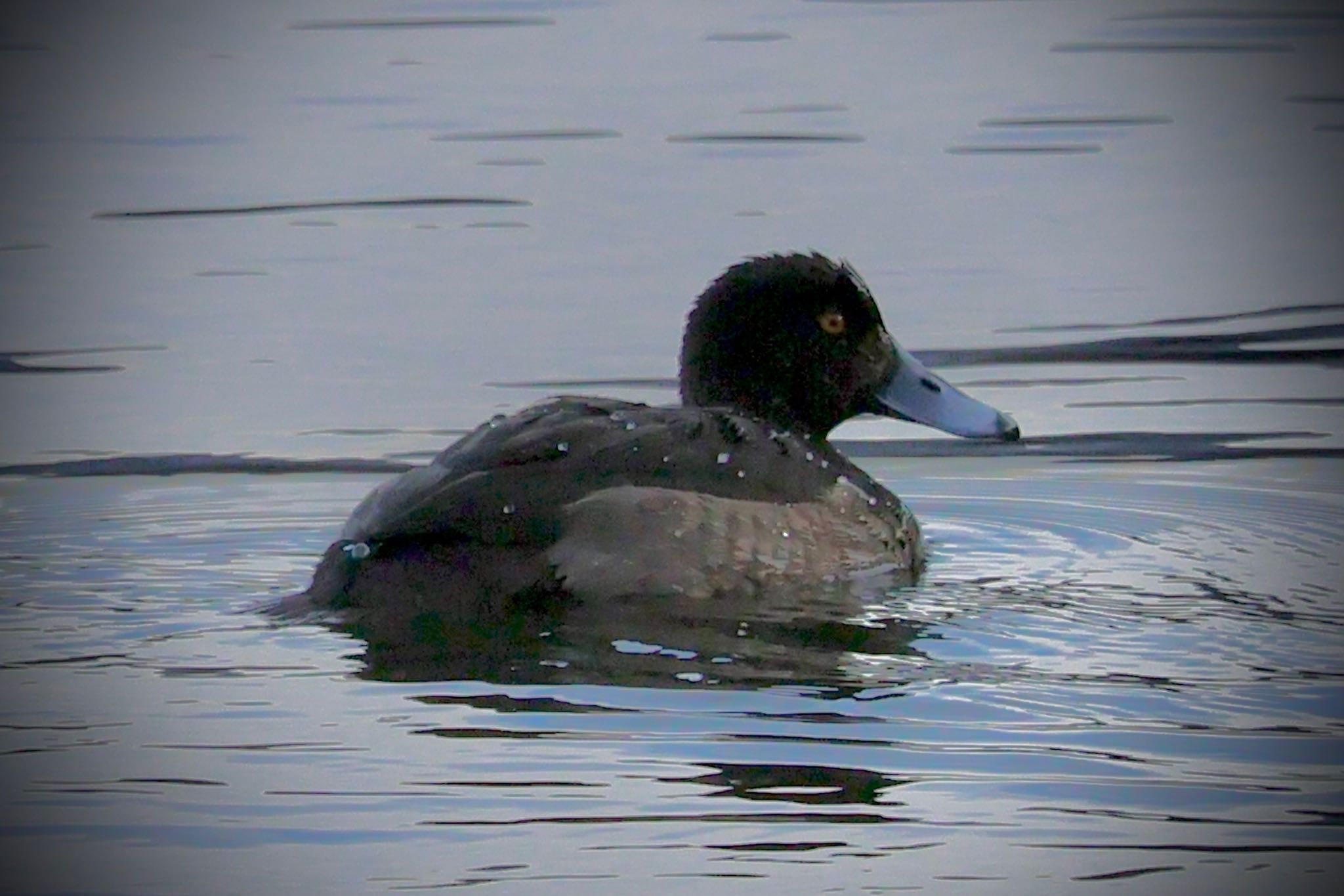 Greater Scaup