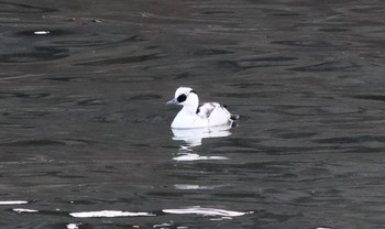 2023年12月9日(土) 諏訪湖の野鳥観察記録