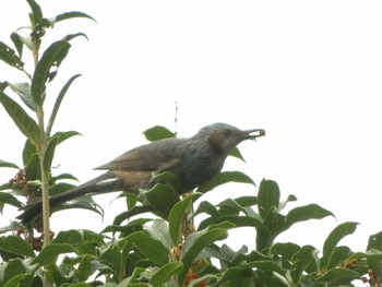 Brown-eared Bulbul Unknown Spots Fri, 12/15/2023