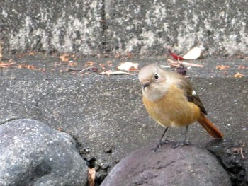 Daurian Redstart Unknown Spots Fri, 12/15/2023