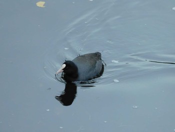 2023年12月15日(金) 平和の森公園、妙正寺川の野鳥観察記録