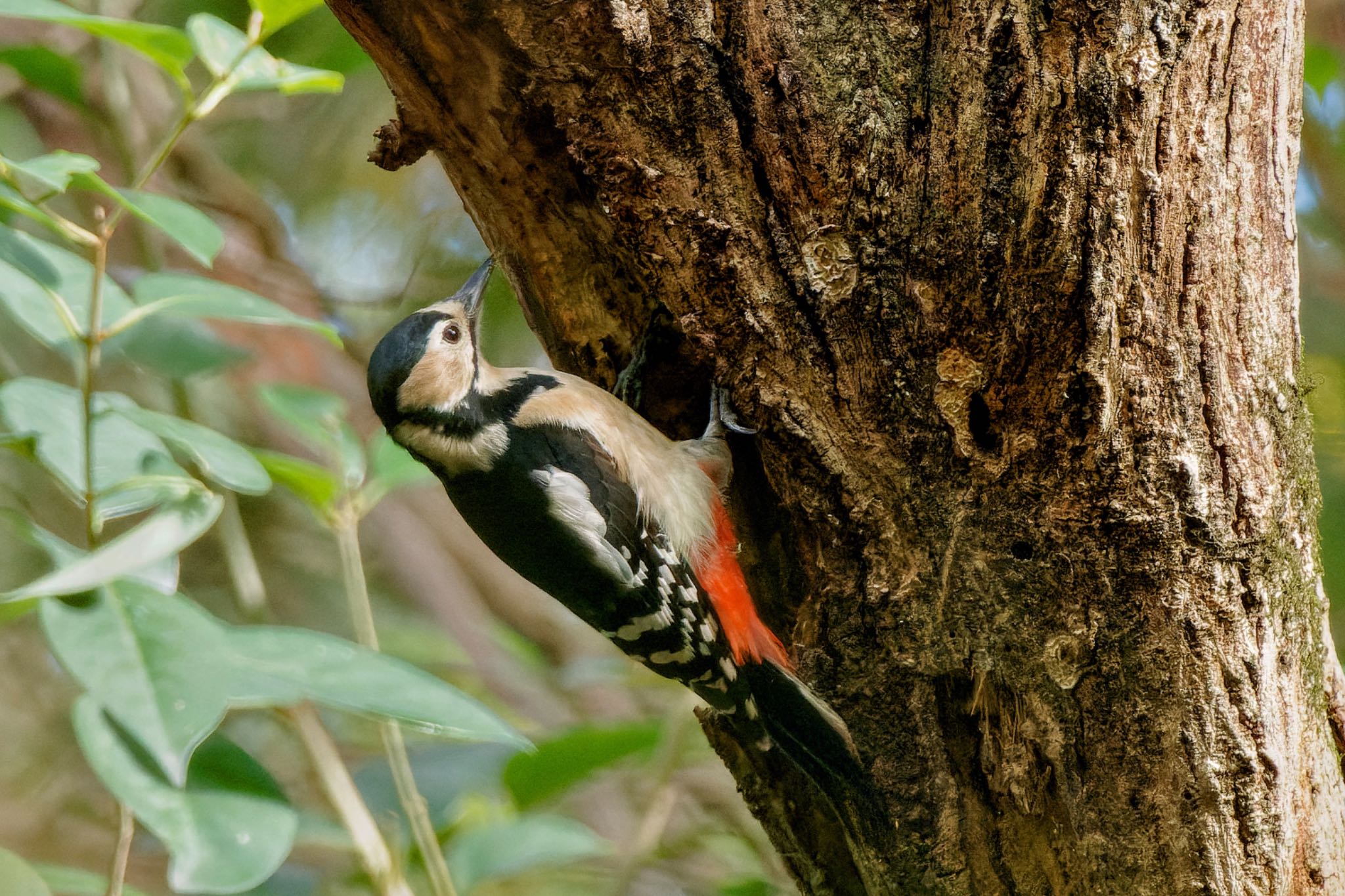 Photo of Great Spotted Woodpecker at Mizumoto Park by アポちん