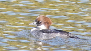 2023年12月13日(水) 奈良市水上池の野鳥観察記録