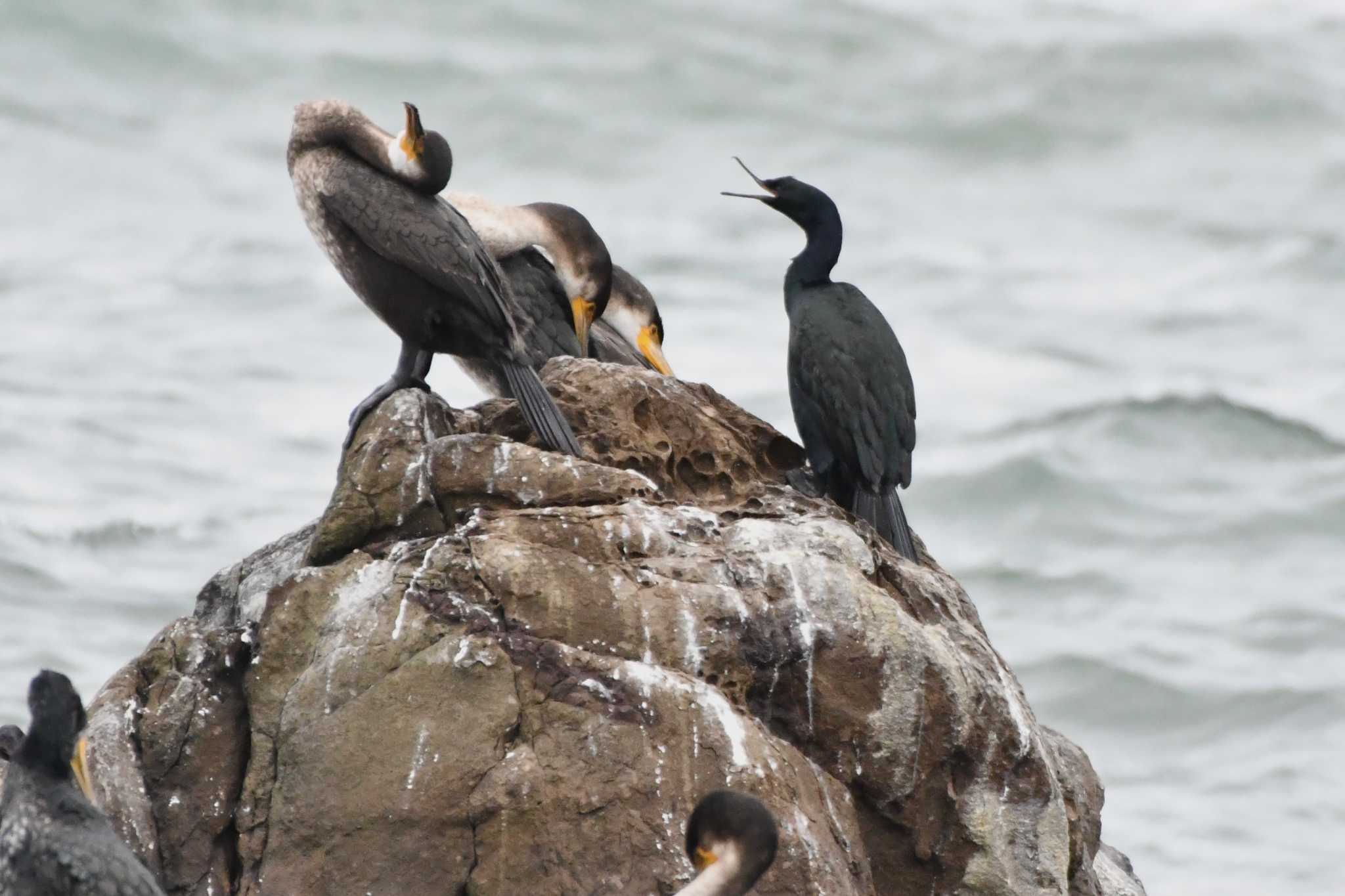 Photo of Pelagic Cormorant at 平磯海岸 by geto