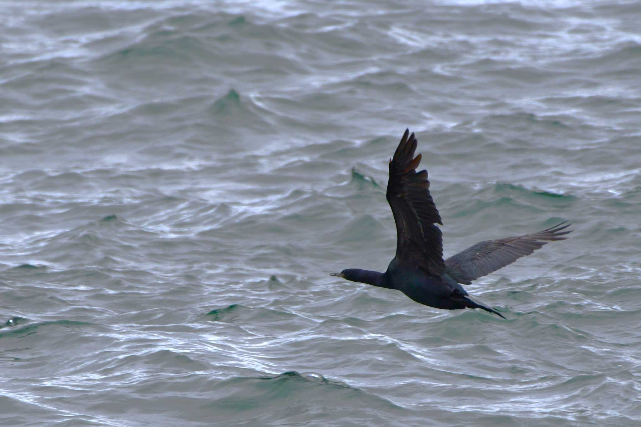 Photo of Pelagic Cormorant at 平磯海岸 by geto