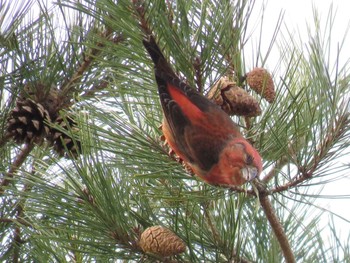 Red Crossbill Hakodateyama Thu, 12/14/2023