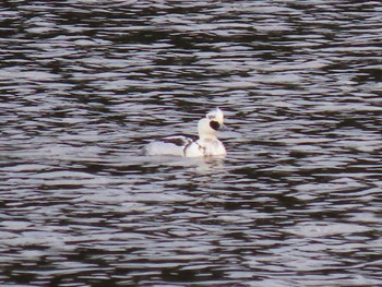 Smew 平筒沼(宮城県登米市) Thu, 12/14/2023