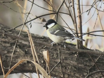 Japanese Tit 平筒沼(宮城県登米市) Thu, 12/14/2023