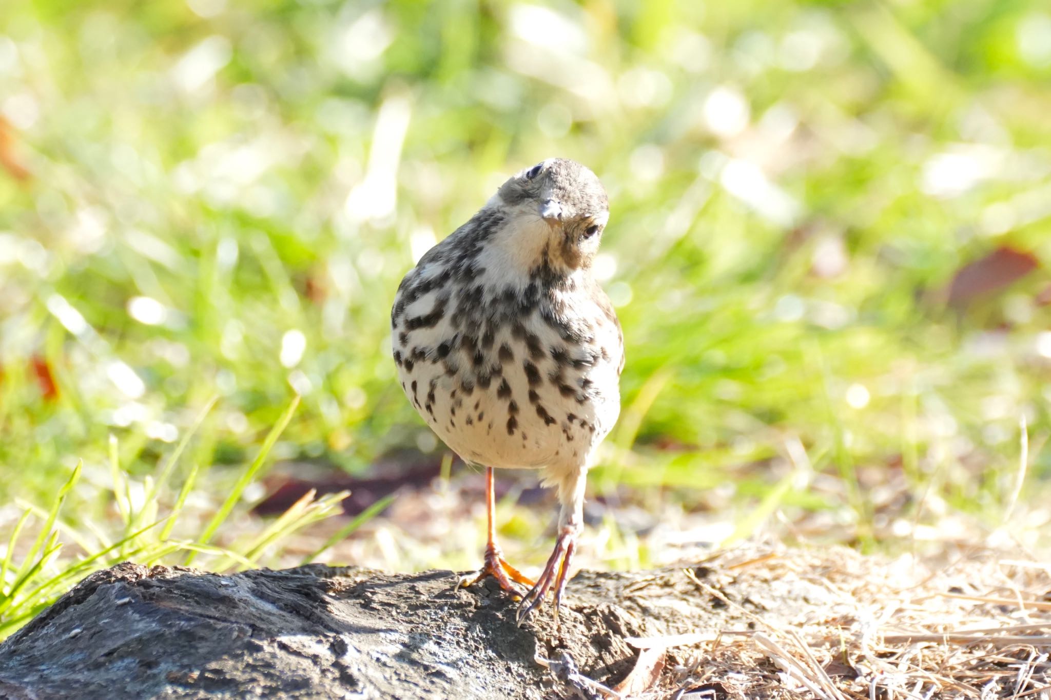 タヒバリ