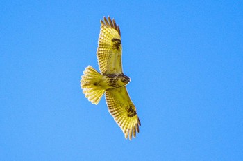 Eastern Buzzard 平塚田んぼ Mon, 12/4/2023