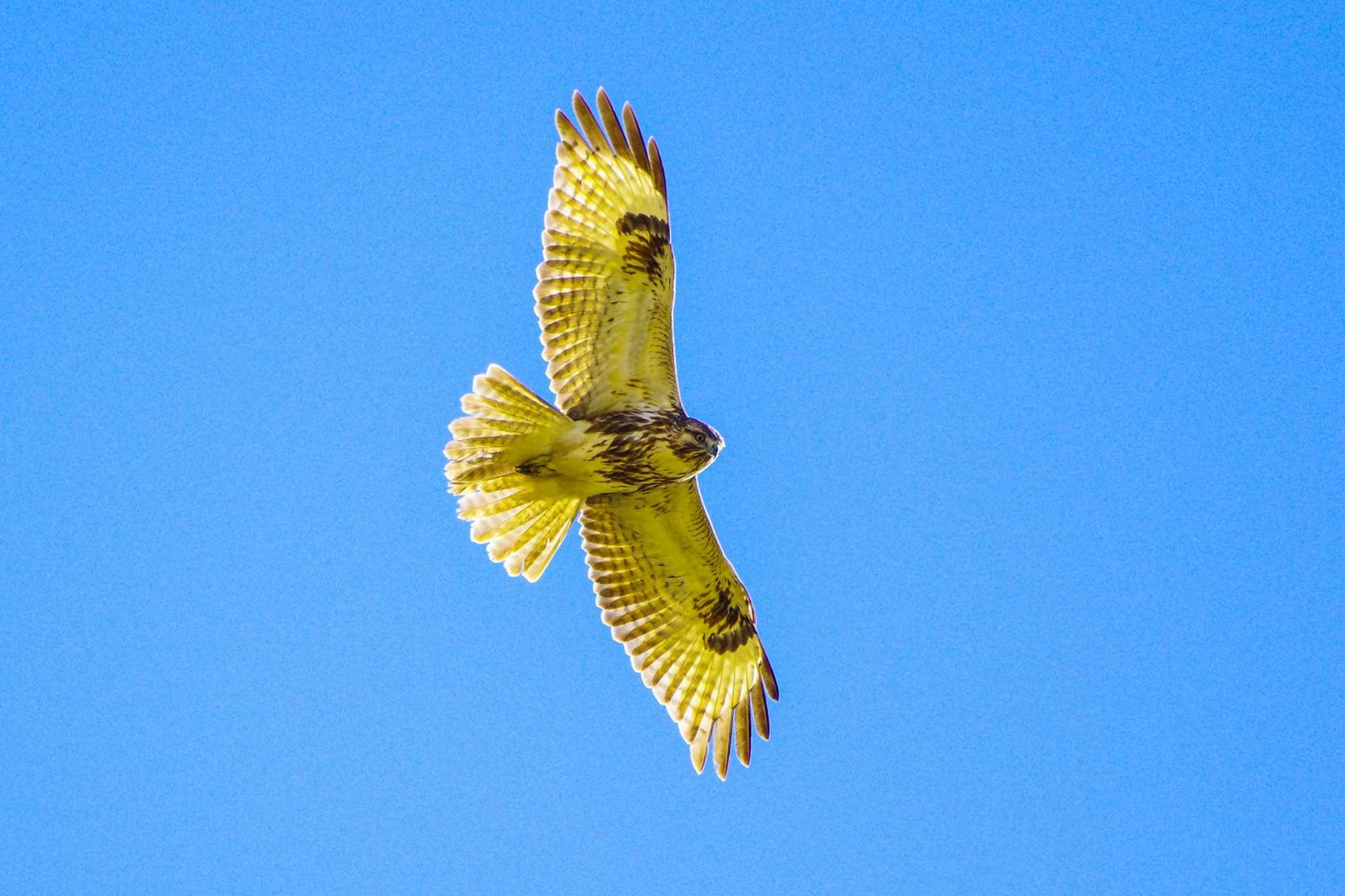 Eastern Buzzard