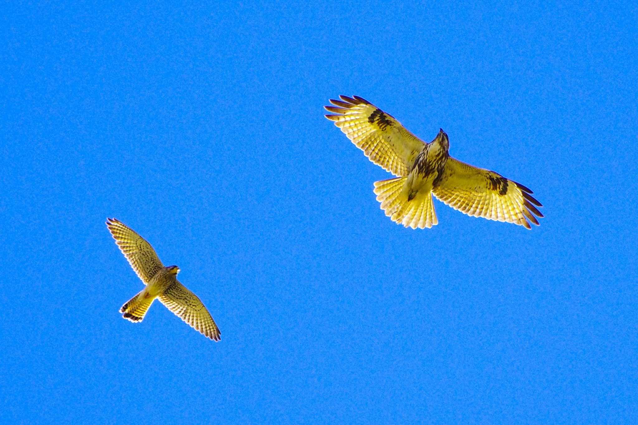 Common Kestrel