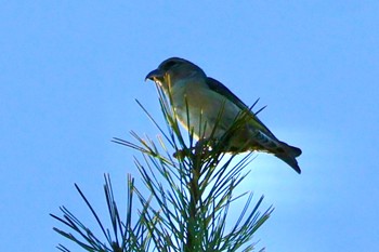 2023年12月10日(日) 八ヶ岳美術館 周辺の野鳥観察記録