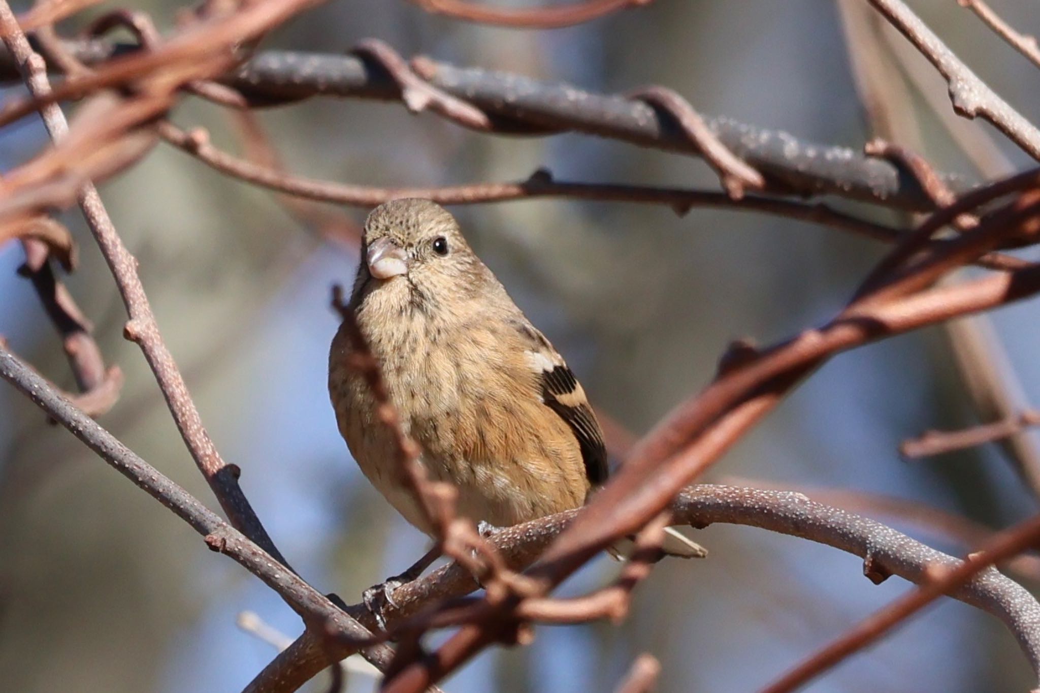 Siberian Long-tailed Rosefinch