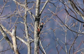 2023年12月10日(日) 野辺山高原の野鳥観察記録