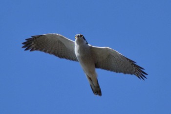 2023年12月14日(木) ＭＦの野鳥観察記録