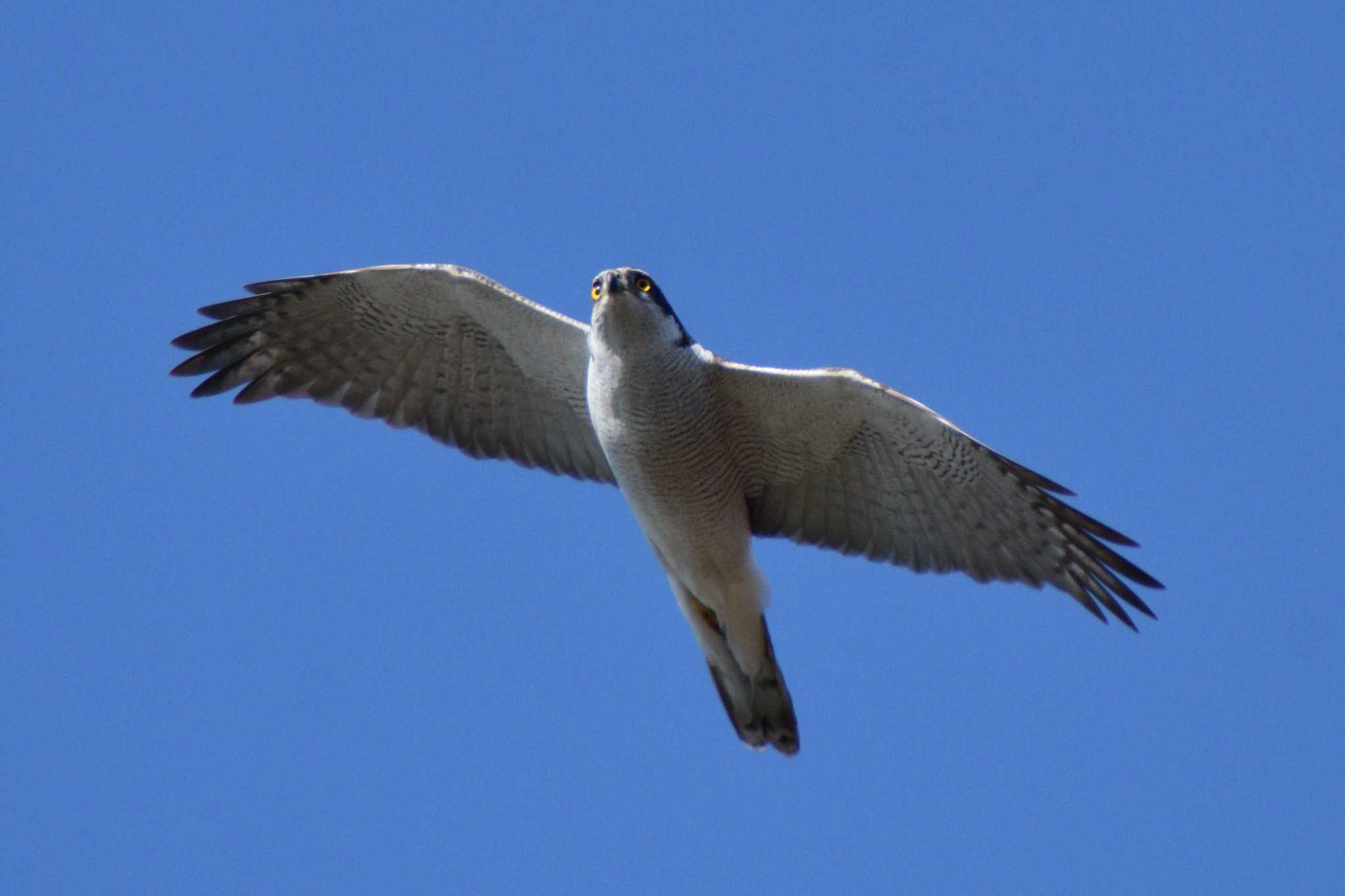 Eurasian Goshawk