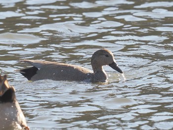 オカヨシガモ 名城公園 2023年12月13日(水)