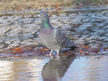 Oriental Turtle Dove 名城公園 Wed, 12/13/2023