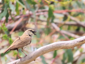 Rufous Songlark