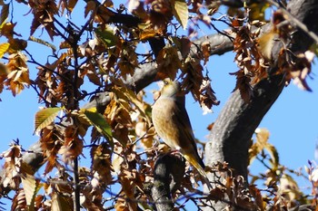 Grey-capped Greenfinch 東京都 Sat, 12/2/2023