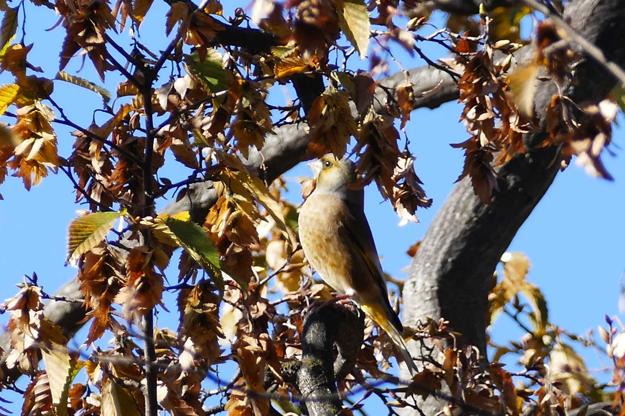 Photo of Grey-capped Greenfinch at 東京都 by アカウント5509