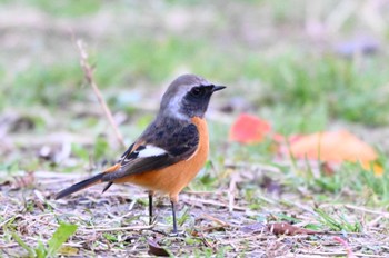 Daurian Redstart 庄内緑地公園 Wed, 12/13/2023